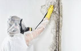 Why You Should Choose Our Mold Remediation Services in Harrison, TN